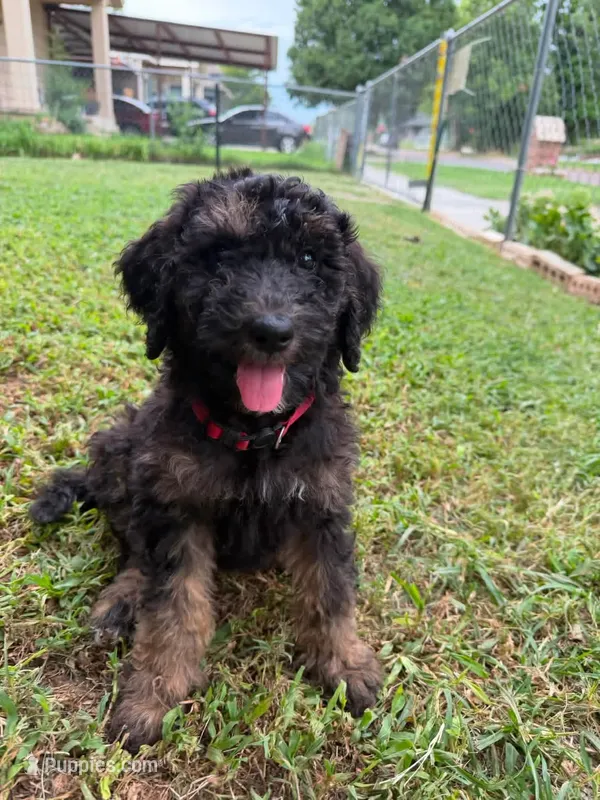 Red/Boots – Poodle - Standard  puppy for sale in Oklahoma City, OK
