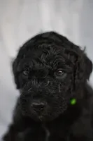 Green, a male Poodle - Standard  for sale in Oklahoma City, OK – 6 of 7