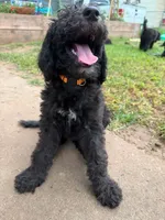 Orange , a female Poodle - Standard  for sale in Oklahoma City, OK – 3 of 6