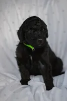 Green, a male Poodle - Standard  for sale in Oklahoma City, OK – 7 of 7