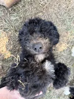 Dark Green, a male Poodle - Standard  for sale in Oklahoma City, OK – 3 of 5