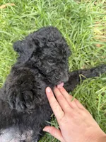 Dark Green, a male Poodle - Standard  for sale in Oklahoma City, OK – 5 of 5