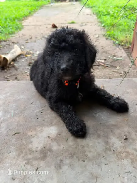 Orange  – Poodle - Standard  puppy for sale in Oklahoma City, OK
