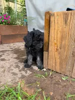 Blue, a male Poodle - Standard  for sale in Oklahoma City, OK – 2 of 7
