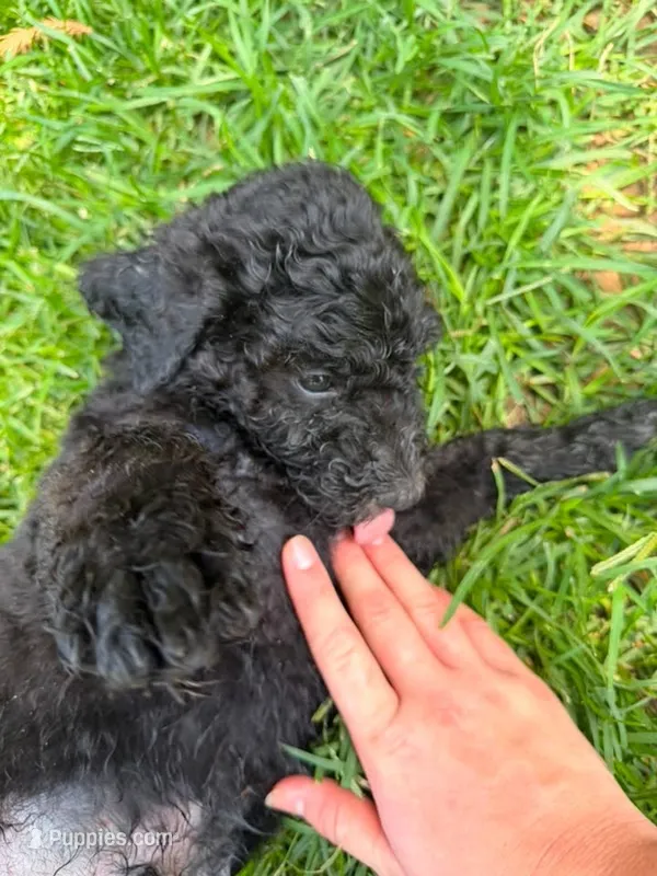 Dark Green – Poodle - Standard  puppy for sale in Oklahoma City, OK