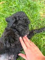 Dark Green, a male Poodle - Standard  for sale in Oklahoma City, OK – 1 of 5