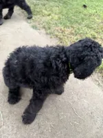 Green, a male Poodle - Standard  for sale in Oklahoma City, OK – 5 of 7
