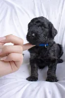 Blue, a male Poodle - Standard  for sale in Oklahoma City, OK – 4 of 7