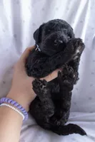 Baby Blue, a male Poodle - Standard  for sale in Oklahoma City, OK – 4 of 6