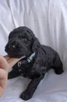 Baby Blue, a male Poodle - Standard  for sale in Oklahoma City, OK – 3 of 6