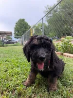 Red/Boots, a female Poodle - Standard  for sale in Oklahoma City, OK – 5 of 6