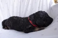 Red/Boots, a female Poodle - Standard  for sale in Oklahoma City, OK – 6 of 6