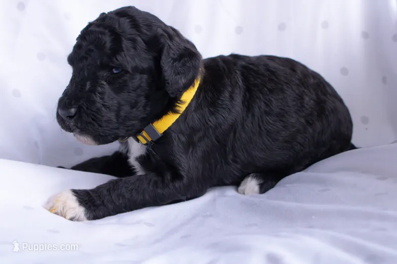 Yellow – Poodle - Standard  puppy for sale in Oklahoma City, OK
