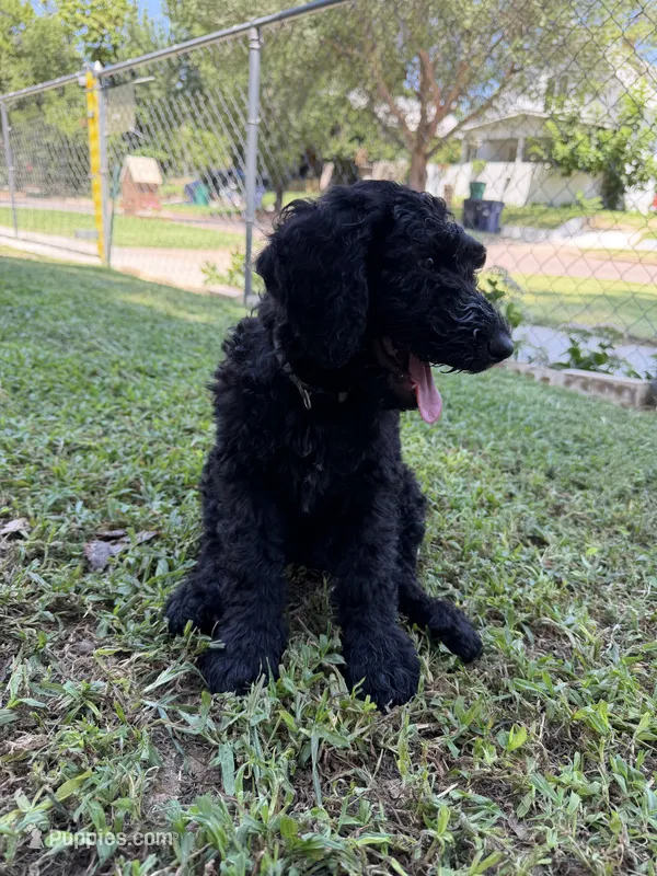 Baby Blue – Poodle - Standard  puppy for sale in Oklahoma City, OK