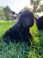 Baby Blue, a male Poodle - Standard  for sale in Oklahoma City, OK – 2 of 6