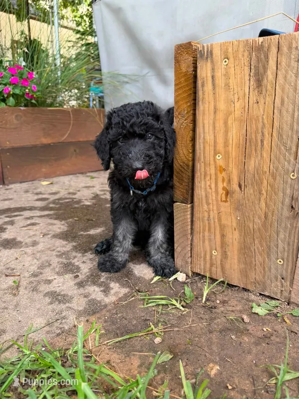Blue – Poodle - Standard  puppy for sale in Oklahoma City, OK