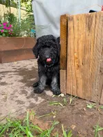 Blue, a male Poodle - Standard  for sale in Oklahoma City, OK – 1 of 7
