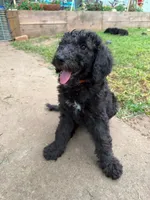 Orange , a female Poodle - Standard  for sale in Oklahoma City, OK – 2 of 6