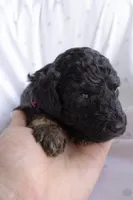 Red/Boots, a female Poodle - Standard  for sale in Oklahoma City, OK – 4 of 6