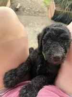 Green, a male Poodle - Standard  for sale in Oklahoma City, OK – 2 of 7