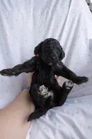 Orange , a female Poodle - Standard  for sale in Oklahoma City, OK – 5 of 6
