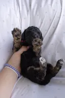 Red/Boots, a female Poodle - Standard  for sale in Oklahoma City, OK – 2 of 6
