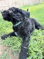 Dark Green, a male Poodle - Standard  for sale in Oklahoma City, OK – 4 of 5