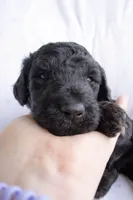Blue, a male Poodle - Standard  for sale in Oklahoma City, OK – 3 of 7