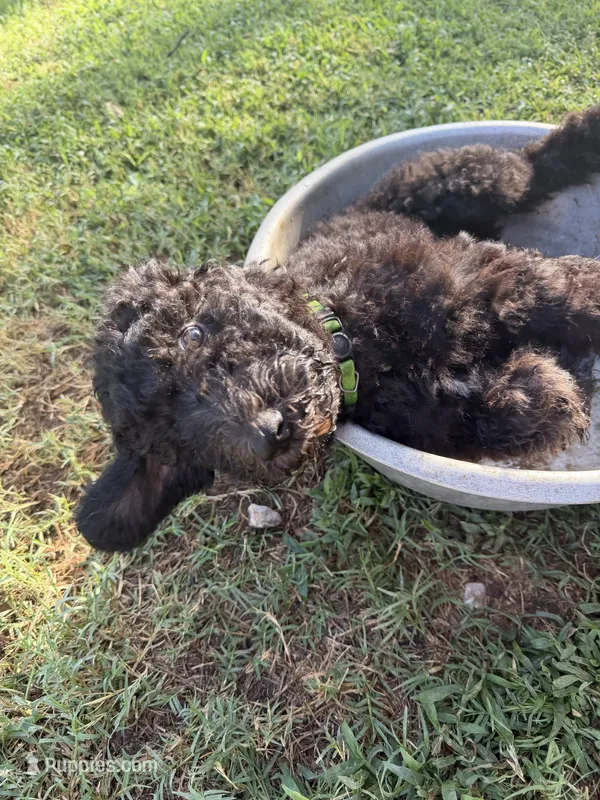 Green – Poodle - Standard  puppy for sale in Oklahoma City, OK