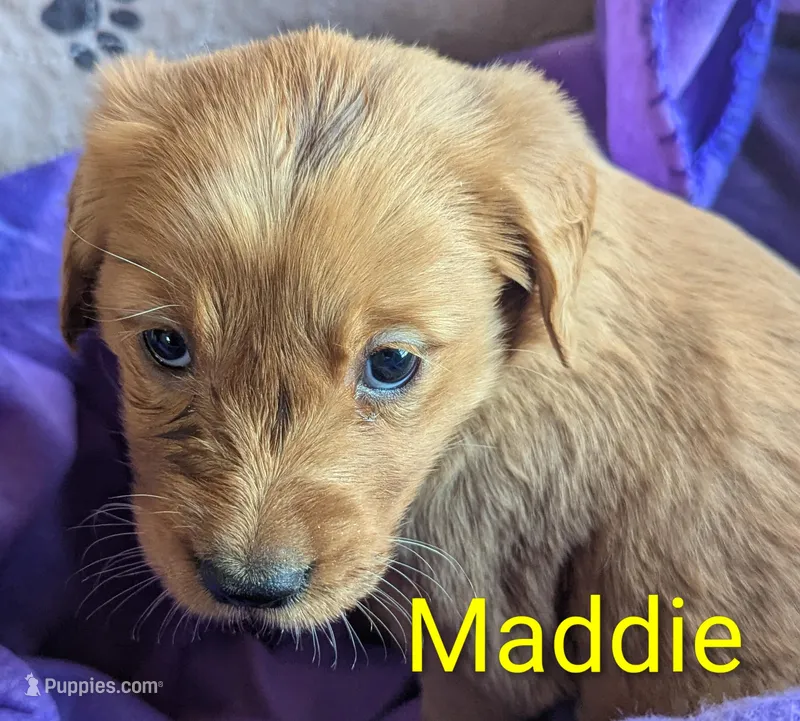 Maddie – Golden Retriever puppy for sale in Walnut Grove, MN