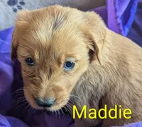 Maddie, a female Golden Retriever for sale in Walnut Grove, MN – Photo 1 of 2