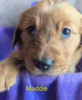 Maddie, a female Golden Retriever for sale in Walnut Grove, MN – Photo 2 of 2