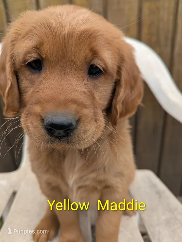 Maddie – Golden Retriever puppy for sale in Walnut Grove, MN