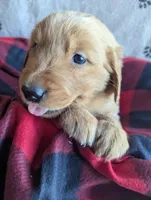 Wally, a male Golden Retriever for sale in Walnut Grove, MN – Photo 2 of 2