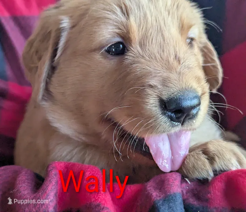 Wally – Golden Retriever puppy for sale in Walnut Grove, MN
