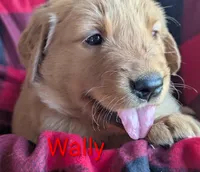 Wally, a male Golden Retriever for sale in Walnut Grove, MN – Photo 1 of 2