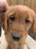 Maddie, a female Golden Retriever for sale in Walnut Grove, MN – 2 of 2