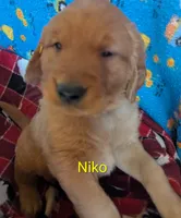 Niko, a male Golden Retriever for sale in Walnut Grove, MN – 2 of 2