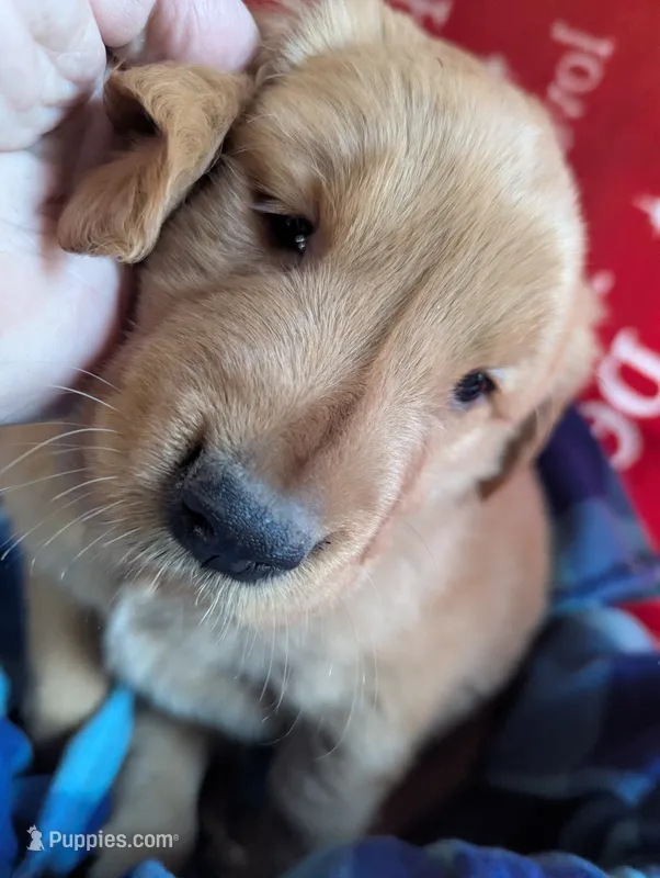 Gunner – Golden Retriever puppy for sale in Walnut Grove, MN