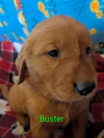 Buster, a male Golden Retriever for sale in Walnut Grove, MN – 2 of 2