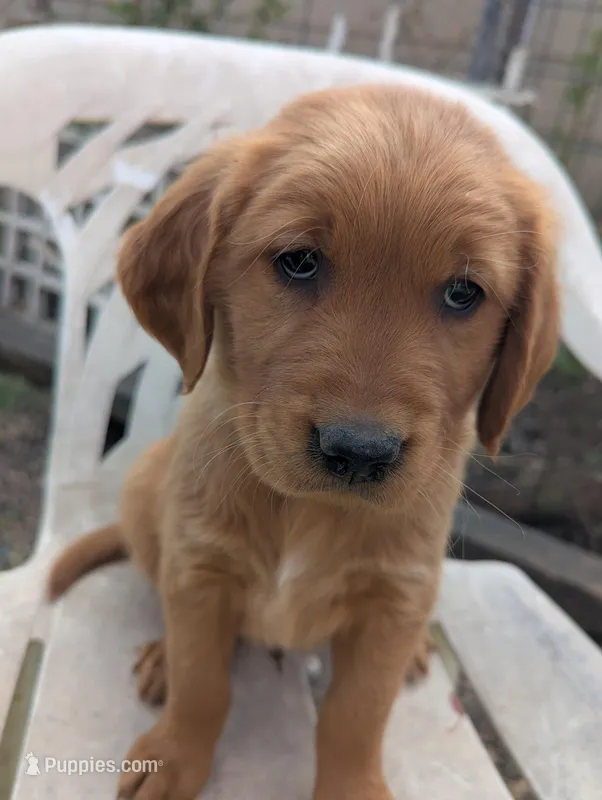 Benji  – Golden Retriever puppy for sale in Walnut Grove, MN