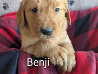 Benji , a male Golden Retriever for sale in Walnut Grove, MN – Photo 2 of 2