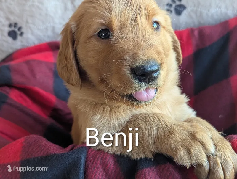Benji  – Golden Retriever puppy for sale in Walnut Grove, MN