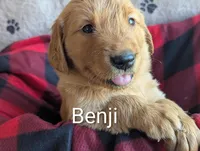Benji , a male Golden Retriever for sale in Walnut Grove, MN – Photo 1 of 2