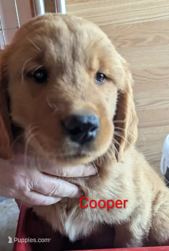 Cooper – Golden Retriever puppy for sale in Walnut Grove, MN