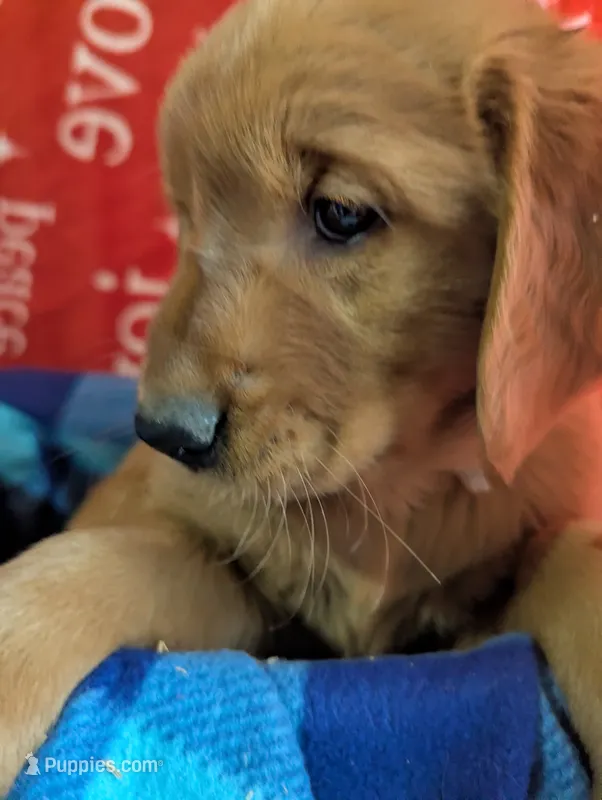 Buster – Golden Retriever puppy for sale in Walnut Grove, MN