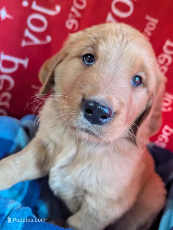 Cooper – Golden Retriever puppy for sale in Walnut Grove, MN