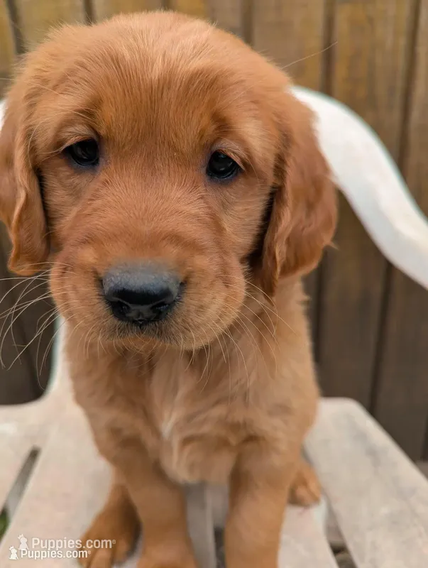 Trixie – Golden Retriever puppy for sale in Walnut Grove, MN