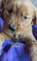 Trixie, a female Golden Retriever for sale in Walnut Grove, MN – Photo 2 of 2