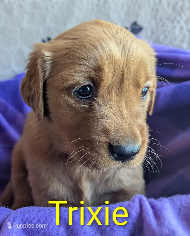 Trixie – Golden Retriever puppy for sale in Walnut Grove, MN